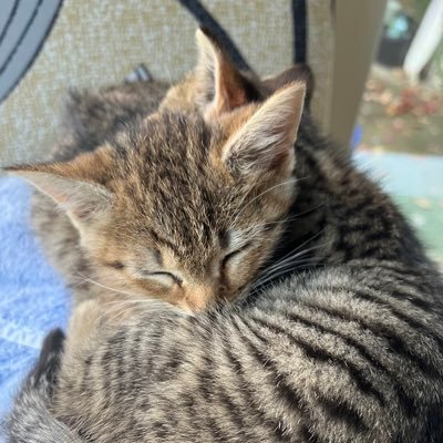 Daniel40737129's profile picture. Gaymer, future cat dad, some nsfw content