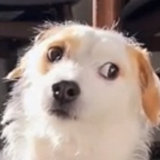 MarbleMoonstone's profile picture. !! 19 (06/15) !!
Multifandom Selfshipper
Current Focus: Pokemon Z-A
Current F/O: Corbeau
Xy/Xyr/Xyrs/Xyrself
Juxera/Demigirl
Biromantic/Asexual/Apothisexual