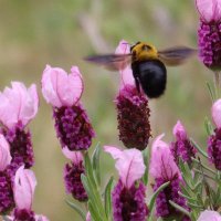 Maki Hara (@hidybirdie) 's Twitter Profile Photo