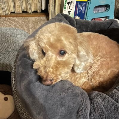 yitVBMw8d4chm7l's profile picture. 低浮上かも 💍@thueru_lolicon