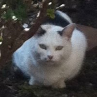 ぶたにゃんこ (@piqlzrueda27362) 's Twitter Profile Photo ぶたにゃんこ (@piqlzrueda27362) 's Twitter Profile Photo