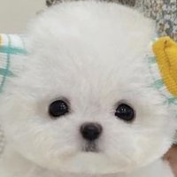 妊婦の日記 28w (@amam_pme) 's Twitter Profile