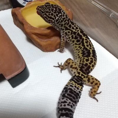 発達障がいっ子2人の母🤟
Disney大好き!我が家の爬虫類たち🦎🐍
コーンスネーク1匹レオパ11匹ニホントカゲ3匹クレス1匹マモノ1匹ニホンヤモリ2匹フトアゴ1匹🦎爬虫類合計
20匹飼育中✨爬虫類メイン少し子どものこと言ってます🤗