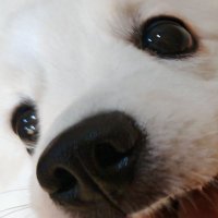 Kuma-Genshin2705 (@kumagenshin2705) 's Twitter Profile