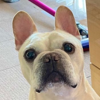 InuNekoSuisan's profile picture. 犬と猫が好きです