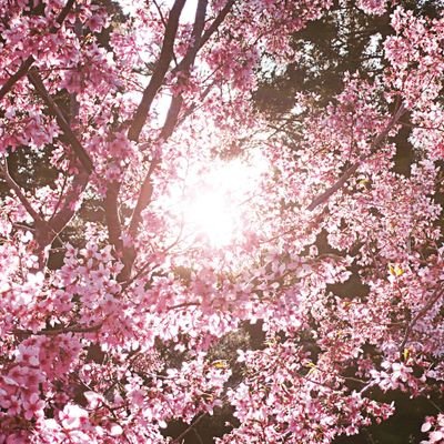 sunsun2025flow's profile picture. 橋本将生くんを語るための壁打ち垢🩷
timeleszと元候補生全員を応援しています。人生遊戯チームが心の故郷で🟢チーム「Monster」の亡霊。