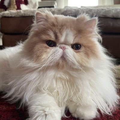 bleuuly's profile picture. 