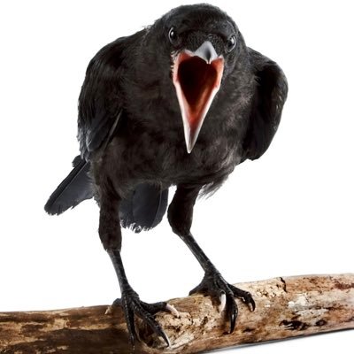 bleachbl0nd's profile picture. Okie in Illinois, Go Pokes, STL Cardinals