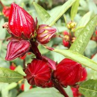 きしこ (@fleursxfleurs) Twitter profile photo