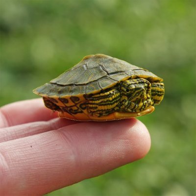 wim_val's profile picture. Initiator player for @ExolvedEsports
Previous sentinel player for UVic Blue @uvicea