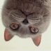ã«ããå (@happynyanko299) Twitter profile photo ã«ããå (@happynyanko299) Twitter profile photo
