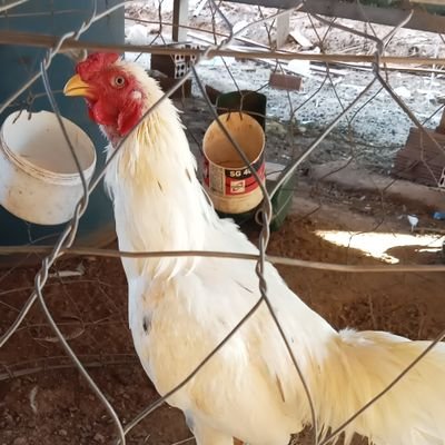 MoulNok17190's profile picture. 