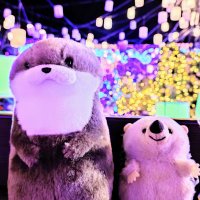 らふぃ (@raffi_xx) 's Twitter Profile