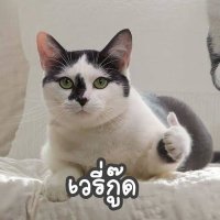 PP (@whiterose1108) 's Twitter Profile
