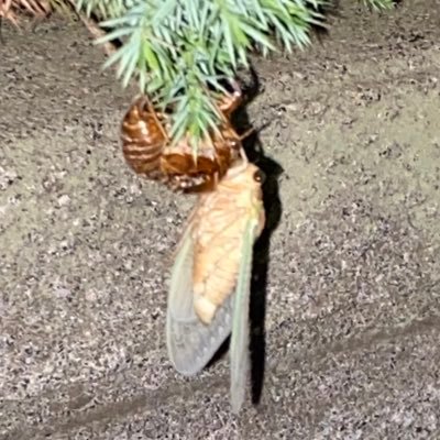 SbrEWS4pPX11474's profile picture. おおFor the ghostsよ　我が導き、よ