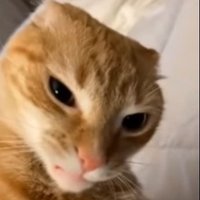 NAKAT (@darknakat) 's Twitter Profile