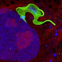 Parasitology (@jnlparasitology) 's Twitter Profile Photo Parasitology (@jnlparasitology) 's Twitter Profile Photo