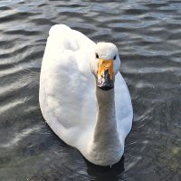 つけもの (@matenroearth) Twitter profile photo