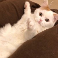ハク🤍マンチカン (@hakucat0717) Twitter profile photo
