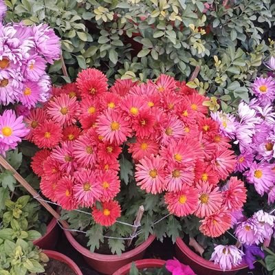 BiggbossAadhili's profile picture.