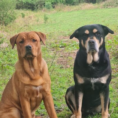 TheDawwgsDen's profile picture. Detection dog trainer/handler 🏴󠁧󠁢󠁷󠁬󠁳󠁿