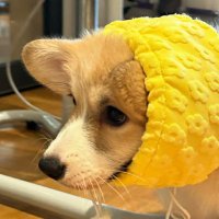 ✮ (@mushupookie) 's Twitter Profile
