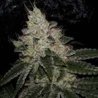 CovertGenetics (@covertgenetics) 's Twitter Profile
