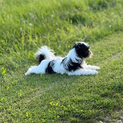 Honigdropsi's profile picture. 