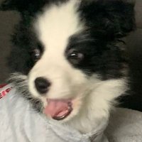 疼痛 (@zuen167) 's Twitter Profile