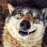 ม๋าป่า์; (@weakwolf_) 's Twitter Profile Photo ม๋าป่า์; (@weakwolf_) 's Twitter Profile Photo