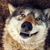 ม๋าป่า์; (@weakwolf_) Twitter profile photo ม๋าป่า์; (@weakwolf_) Twitter profile photo