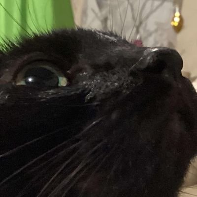 5narkyCat's profile picture. Just another cat profile.