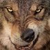 Bad Lone Wolf (@badlonewolf2) Twitter profile photo Bad Lone Wolf (@badlonewolf2) Twitter profile photo