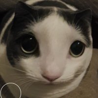 Maddy Rose (@robomadz) 's Twitter Profile