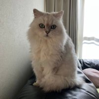 yscoder55 (@yscoder55) 's Twitter Profile