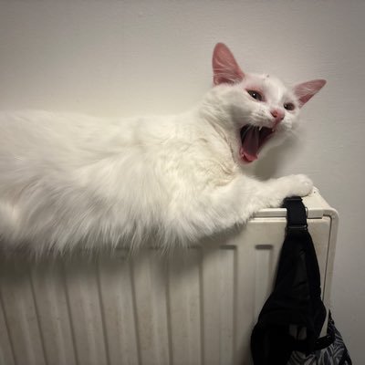 BeeFigz's profile picture. I wish I could go back to the old times where were happy and I didn’t cause so much mess …