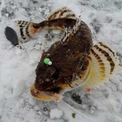 カジカ🐟のんびり魚民さんのプロフィール画像