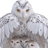 ⓂⒺⒽⓂⒺⓉ (@mehmetnetwork) 's Twitter Profile