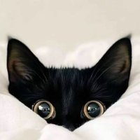 Mia-ssassinchillcutdicks_enjoyNow (@kittycatsocute4) 's Twitter Profile