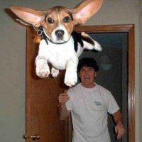 Flying_Beagle (@flyingbeaglefgc) 's Twitter Profile