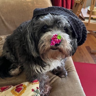no shoes, no pants, no pawblem 🤍member of #ZSHQ 🤍 banner by DesiLu 🤍 ignores dms
