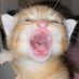 justcats ᓚᘏᗢ (@_justcats) Twitter profile photo justcats ᓚᘏᗢ (@_justcats) Twitter profile photo