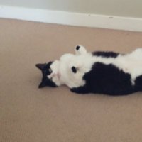 Torfi (@torfias) 's Twitter Profile