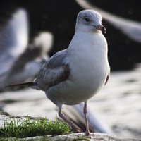 charlie lyons (@charlielyo31903) 's Twitter Profile