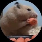 Groyper | Fuck Boomers | @NickJFuentes the 🐐 | Snack Enjoying Hamster | Christ is King ✝️