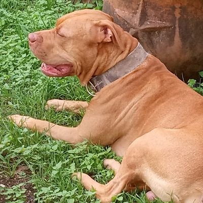 Rab_5150's profile picture. Constitutionalist🇱🇷America 1st🇱🇷Pro 1A 2A🇱🇷 love God, Country and my dog!  Smart ass with a potty mouth. No DMs.