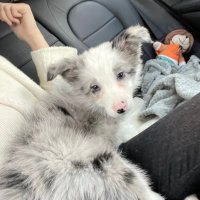 Evelyn·White (@kuku_aaa) 's Twitter Profile