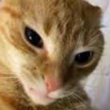 20 years old, cat liker. Cat resender, DM's open