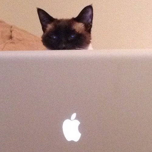 itsmustanggal's profile picture. 