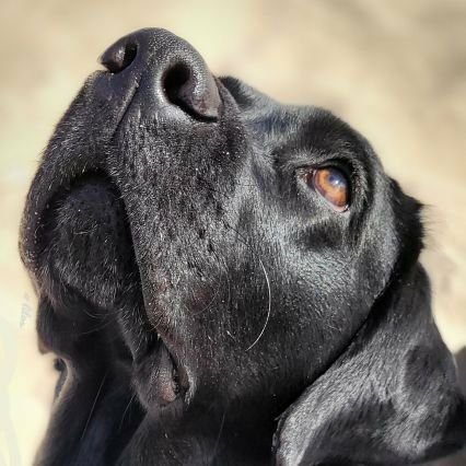 Labrador, Rüdin, 8 Jahre, möhrchensüchtig, Ministerin für Weihnachtsstimmung 🎄@Hundeskabinett ...für den Fall: Lilo_with_stitch_inside@troet.cafe + bsky